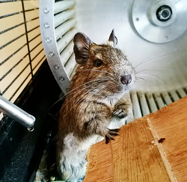 Why Homeowners & Businesses Trust Us Morton, IL?